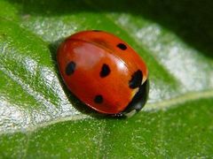 Immagine profilo di ladybird1901