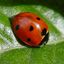 ladybird1901