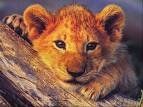 Immagine profilo di leocin
