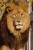 Immagine profilo di leone.7676