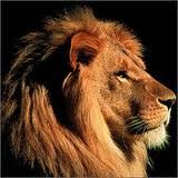 Immagine profilo di lion291