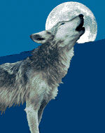 Immagine profilo di lupo-s