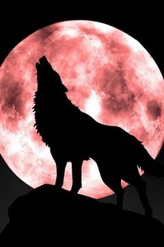 Immagine profilo di lupo.lunatico