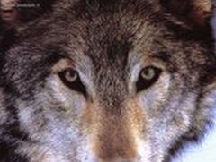 Immagine profilo di lupo.pugliese