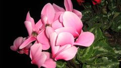 Immagine profilo di magnolia210