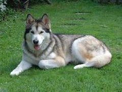 Immagine profilo di malamute_spirit