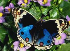 Immagine profilo di mariposa2002