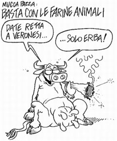 Immagine profilo di mucca83