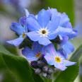 Immagine profilo di myosotis696