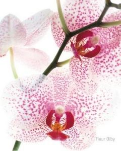 Immagine profilo di orchidea632