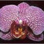 orchideac6