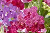 Immagine profilo di orkidea50