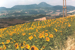 Immagine profilo di orsacchiotta.74