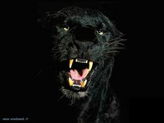 Immagine profilo di pantera.black