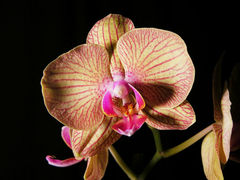 Immagine profilo di phalaenopsis78