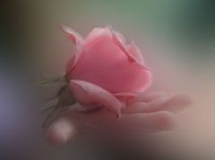Immagine profilo di rosarosa60