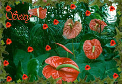 Immagine profilo di rossoanthurium1