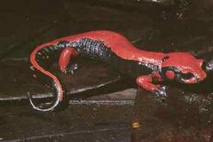 Immagine profilo di salamandrarouge