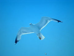 Immagine profilo di seagull206