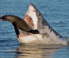 Immagine profilo di sharks1