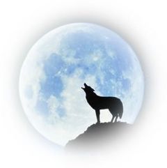 Immagine profilo di solitaire-wolf