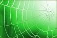 Immagine profilo di spiderweb84