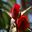 stefania_1963
