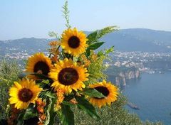 Immagine profilo di sunflower.y