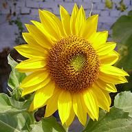 Immagine profilo di sunflower219