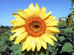Immagine profilo di sunflower6