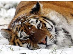 Immagine profilo di tigredivelluto
