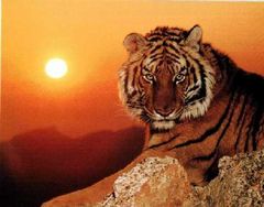 Immagine profilo di tigredizucchero