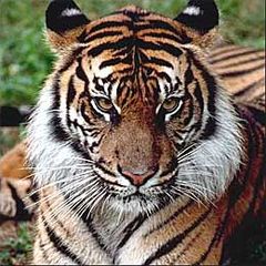 Immagine profilo di tigroscemino