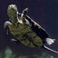 trachemyscripta