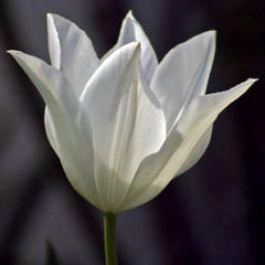 Immagine profilo di tulipano3bianco