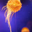 una-medusa
