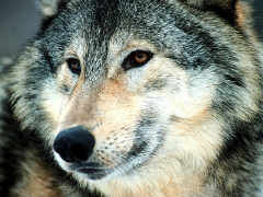 Immagine profilo di wolfix