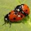 xcoccinella0