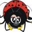 xcoccinella20x