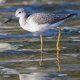 Immagine profilo di yellowlegs